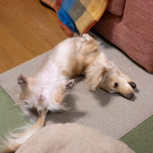 サイトのセキュリティについて。