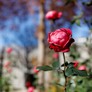 カテゴリーテスト2