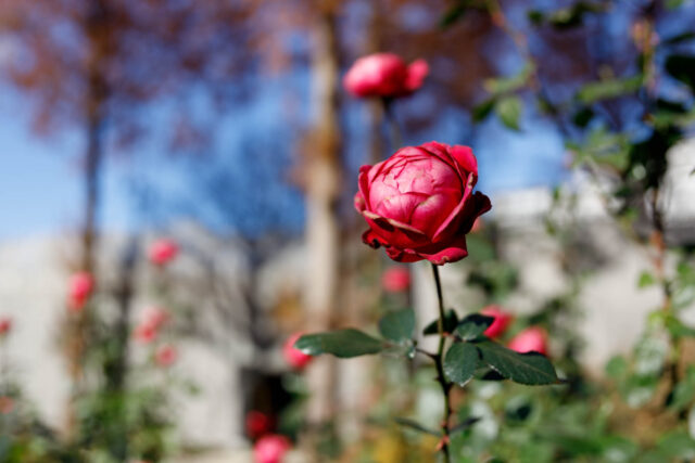 カテゴリーテスト2