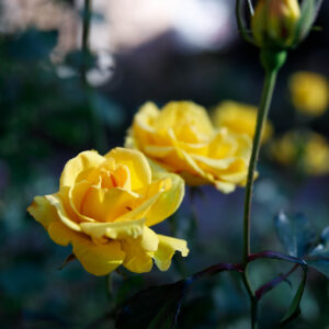 カテゴリーテスト1