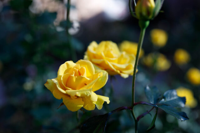 カテゴリーテスト1